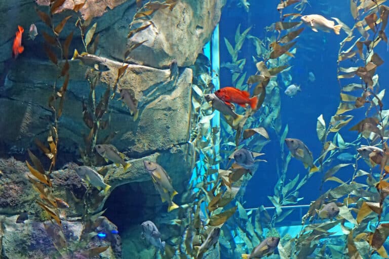 Colorful tropical fish swimming in a large illuminated aquarium exhibit